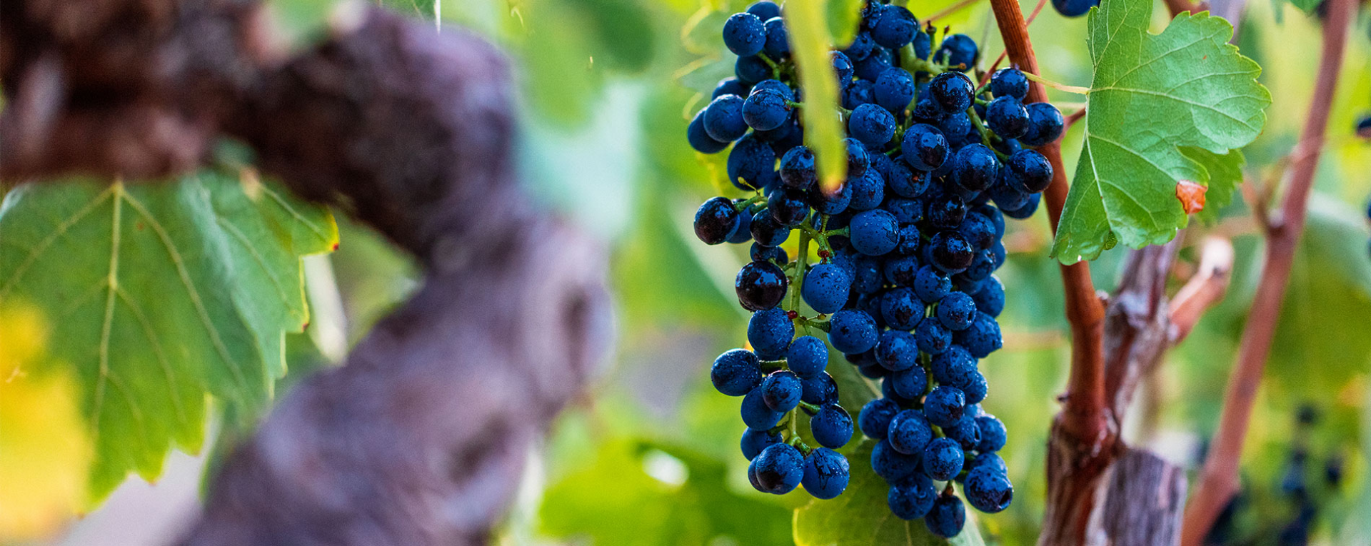 Picture for category Shiraz Case