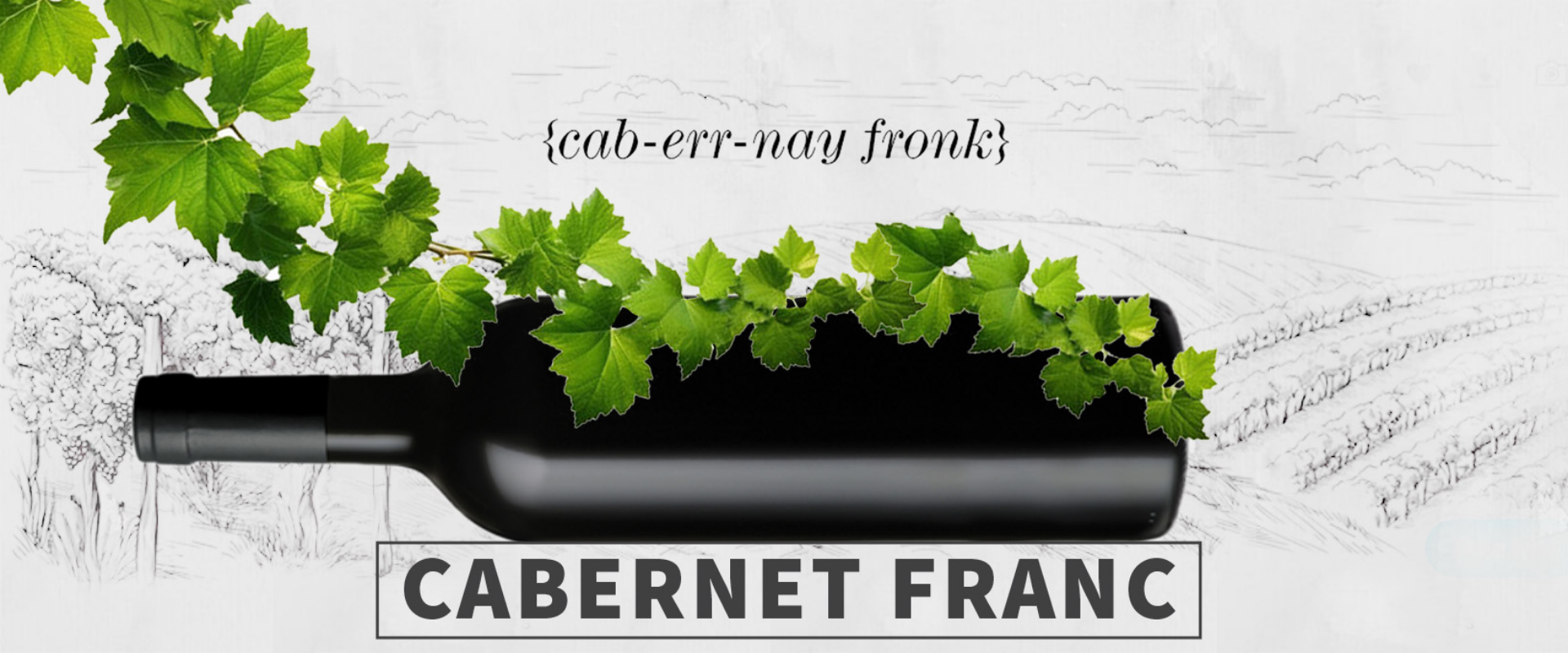 Picture for category Cabernet Franc