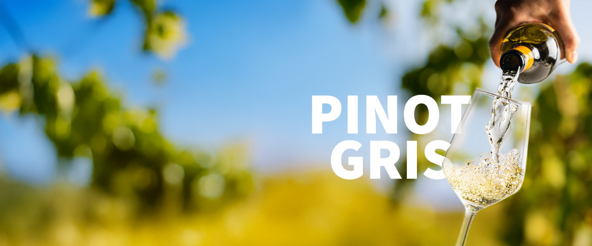 Picture for category Pinot Gris